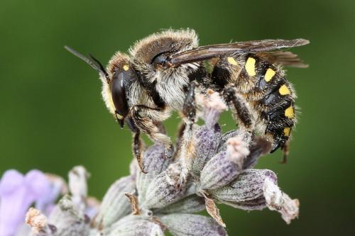 Anthidium septemspinosum